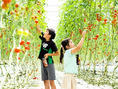 ワンダーファーム トマト狩りペア招待券+BBQで使える商品券